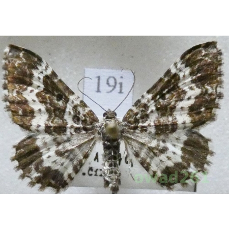 Epirrhoe tristata (Linnaeus, 1758) Czech19i